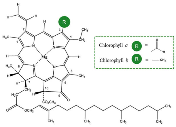 Unlocking the Power of Plants: Chlorophyll and Mulberry Leaves for Health and Wellness